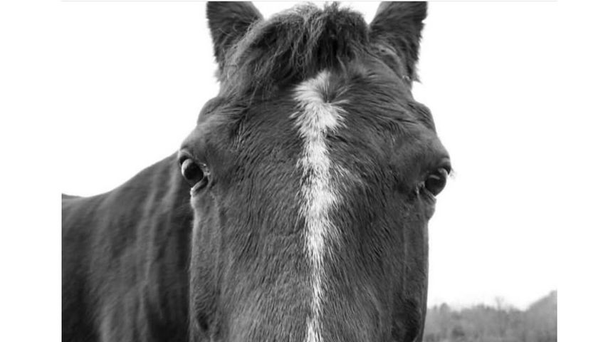 Britney Spears postet auf Instagram ein Bild mit einem Pferd