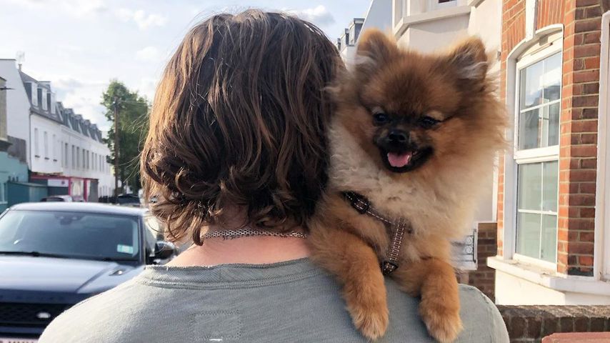 Brooklyn Beckhams Hund bekommt einen eigenen Insta-Account