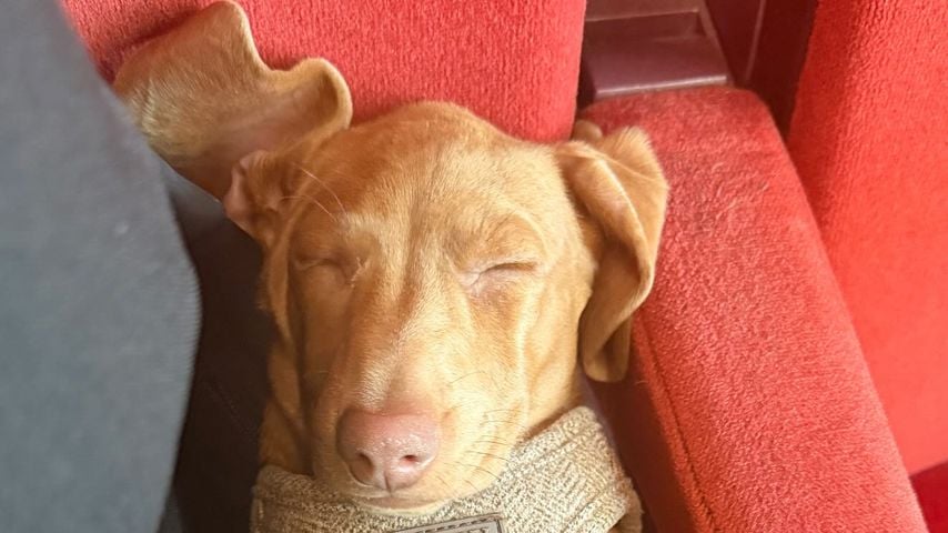 Buba, Hund von Sophia Thomalla und Alexander Zverev
