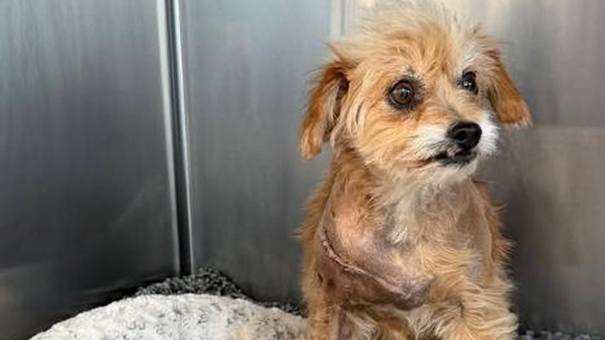 Carina Nagels Hund nach der Not-OP, April 2026