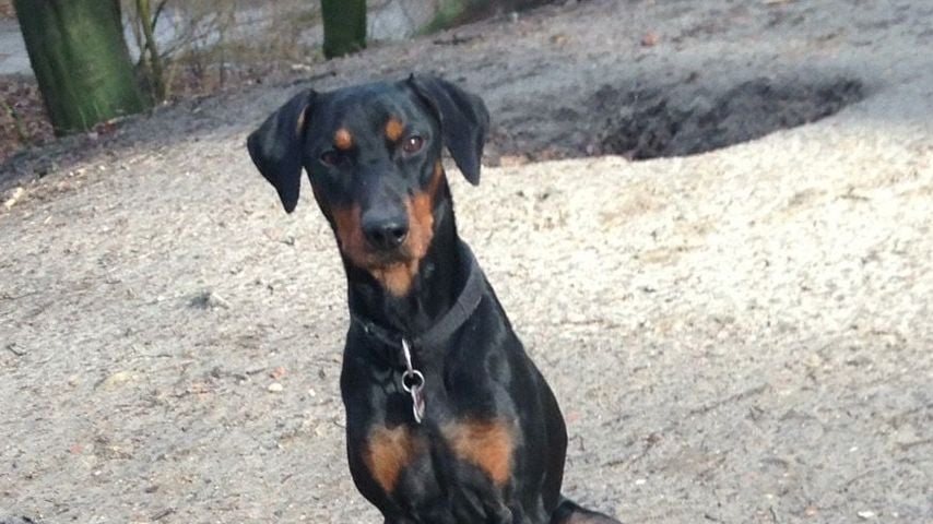 Carolina Peukmanns Hund Kollege