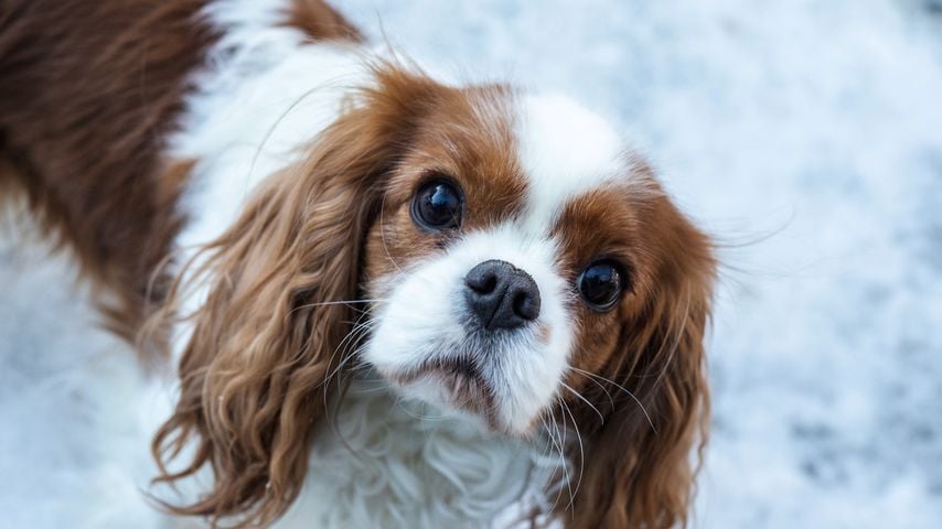 Cavalier King Charles Spaniel im Schnee
