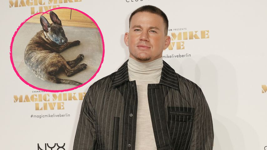 Nach Tod von Hund Lulu: Channing Tatum hat neuen Welpen