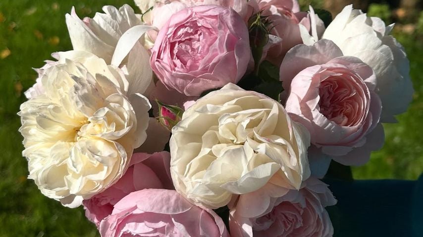 Charles Spencers zeigt die Blumen für Prinzessin Dianas Grab