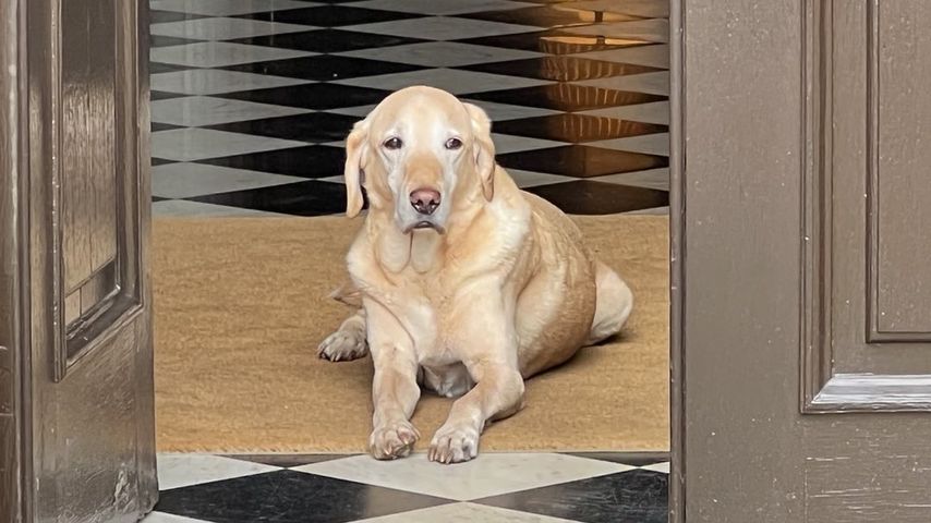 Charles Spencer verstorbener Hund Otis 2024