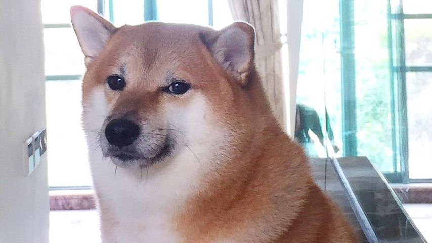 Nach Krebskampf: Meme-Hund Cheems stirbt mit zwölf Jahren!