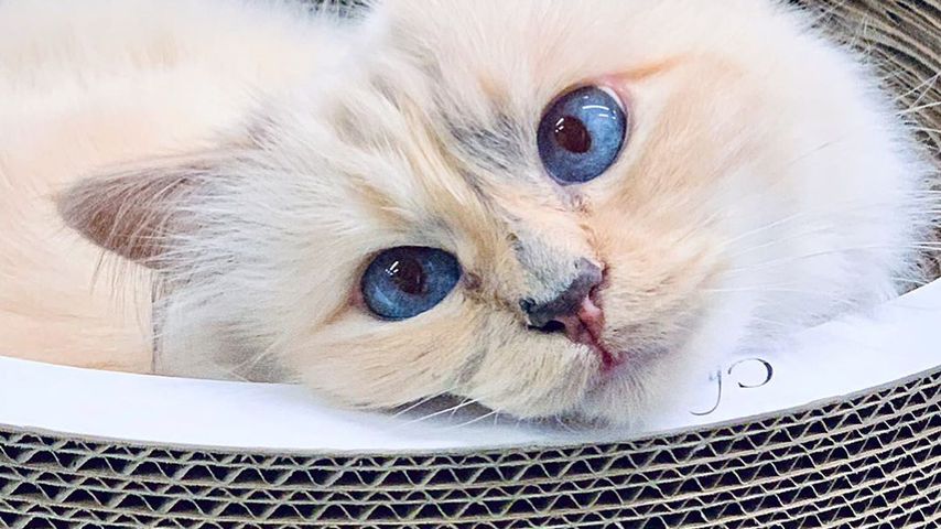 Choupette Lagerfeld im September 2019