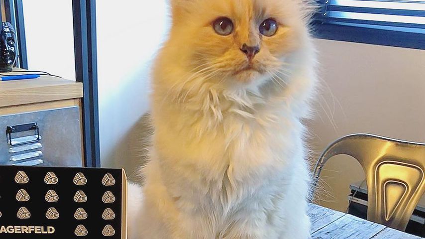 Choupette Lagerfeld im Februar 2020