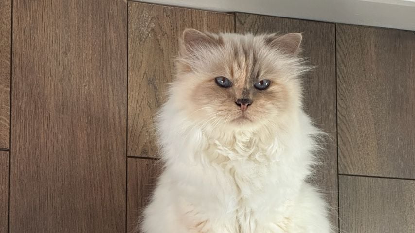 Choupette Lagerfeld, Karl Lagerfelds Katze