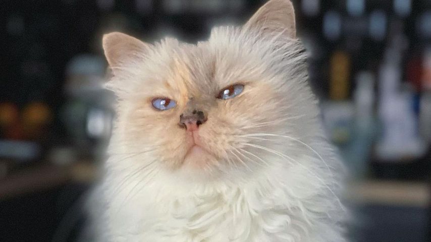 Choupette, die Katze von Karl Lagerfeld
