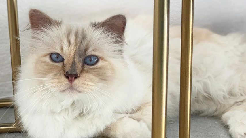 Choupette Lagerfeld, Katze von Karl Lagerfeld