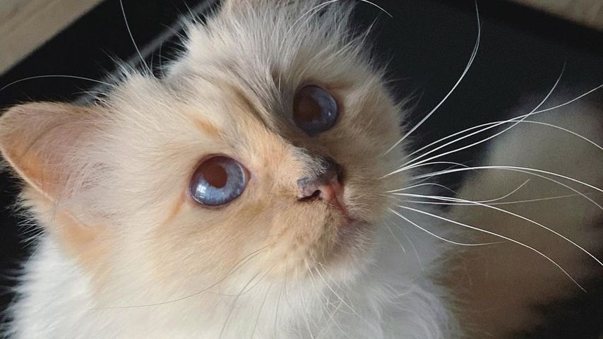Choupette, die Katze von Karl Lagerfeld