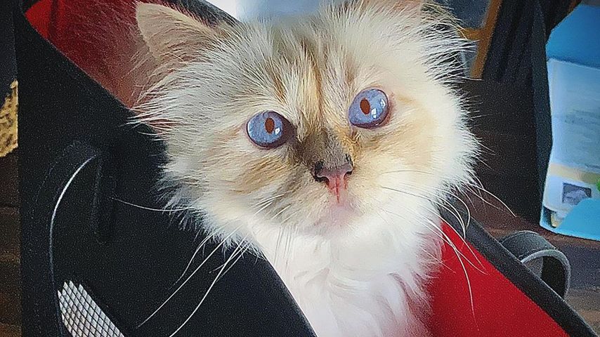 Choupette Lagerfeld im September 2020