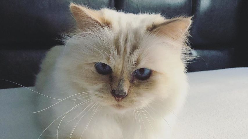 Choupette Lagerfeld im November 2019
