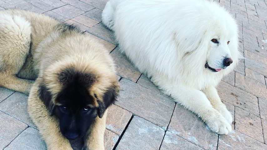 Chris Browns Hunde Zeus und Hades