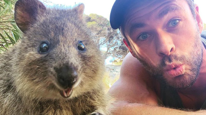 Chris Hemsworth mit einem Quokka auf Rottnest Island (Australien)