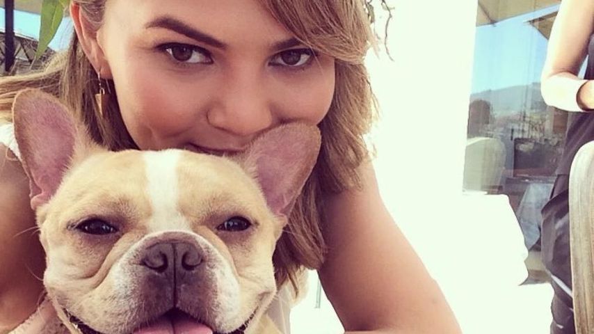 Tief getroffen: Chrissy Teigen trauert um Bulldogge Pippa