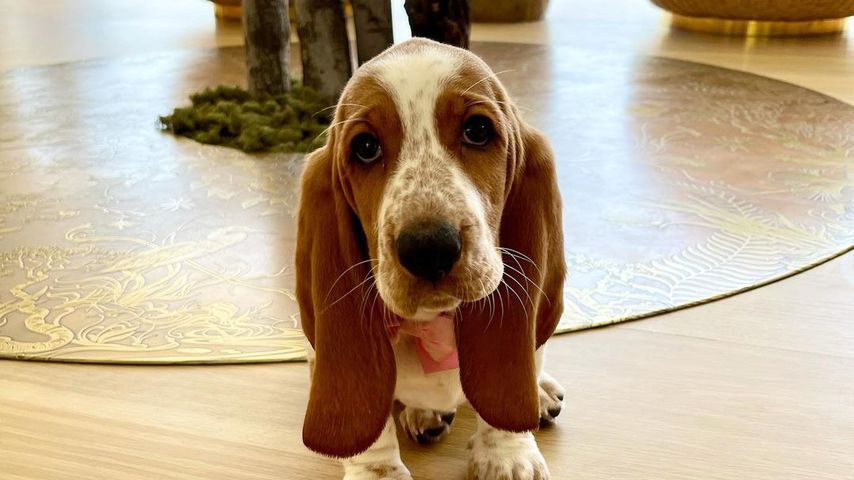 Chrissy Teigens Basset Hound-Welpe Pearl im Juli 2021