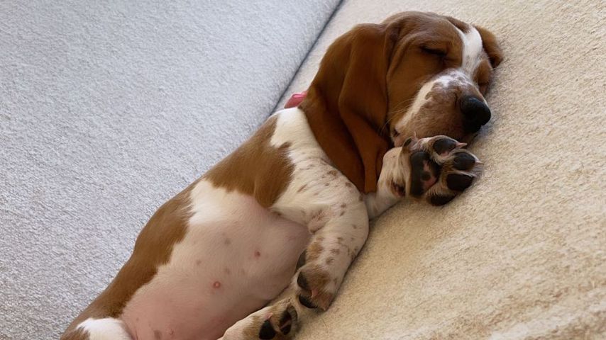 Chrissy Teigens Basset Hound-Welpe Pearl im Juli 2021