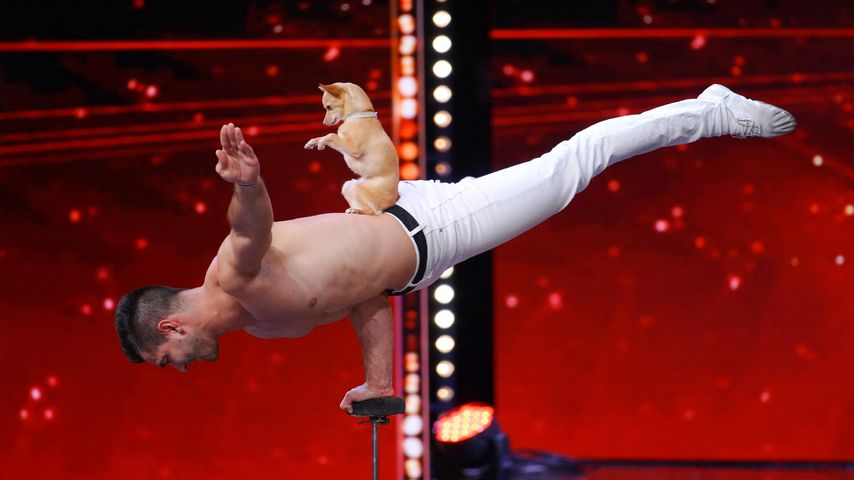 Christian Stoinev mit seinem Hund Percy beim Dschungelcamp