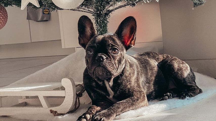 Christina Graß' Hündin Mimi im Dezember 2021