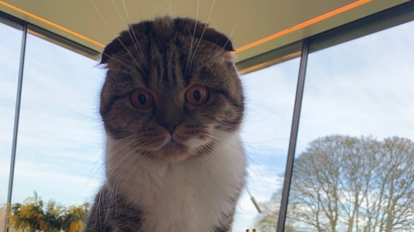Claudia Schiffers Kater Chip