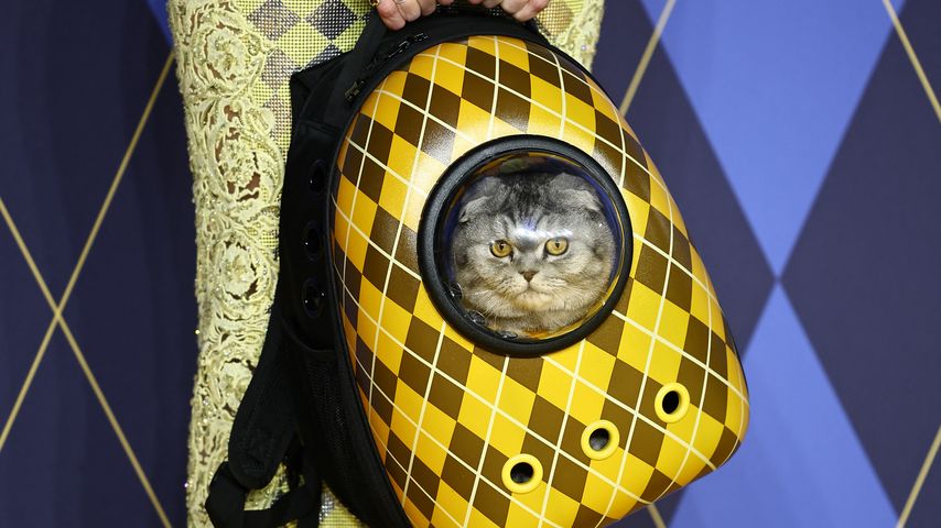 Claudia Schiffers Katze Chip