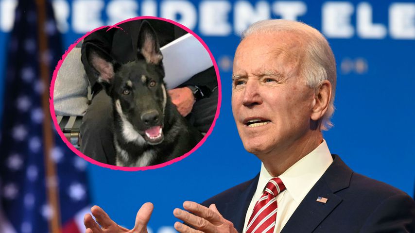 Beim Spielen mit Hund: Joe Biden hat sich den Fuß gebrochen!