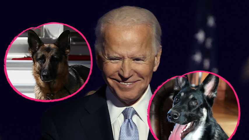 Anders als Trump: Biden zieht mit zwei Hunden ins Weiße Haus