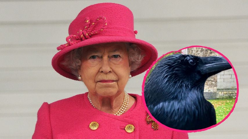 Arme Queen: Königlicher Rabe vom Tower of London vermisst!