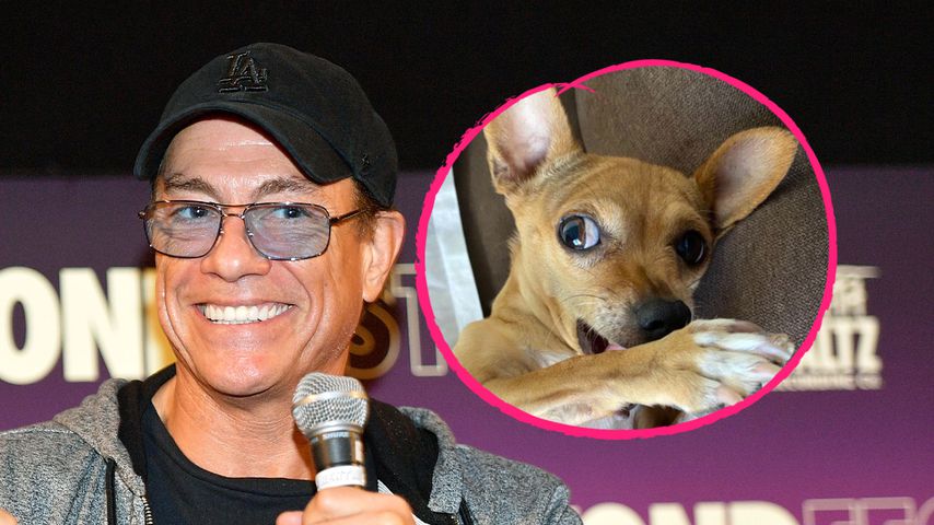 "Neue Freundin": Bei Jean-Claude van Damme zog ein Hund ein