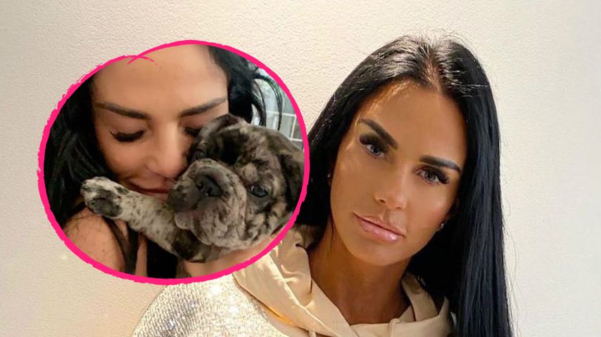 Nach Tod des Welpen: Tierschutz-Skandal um Katie Price