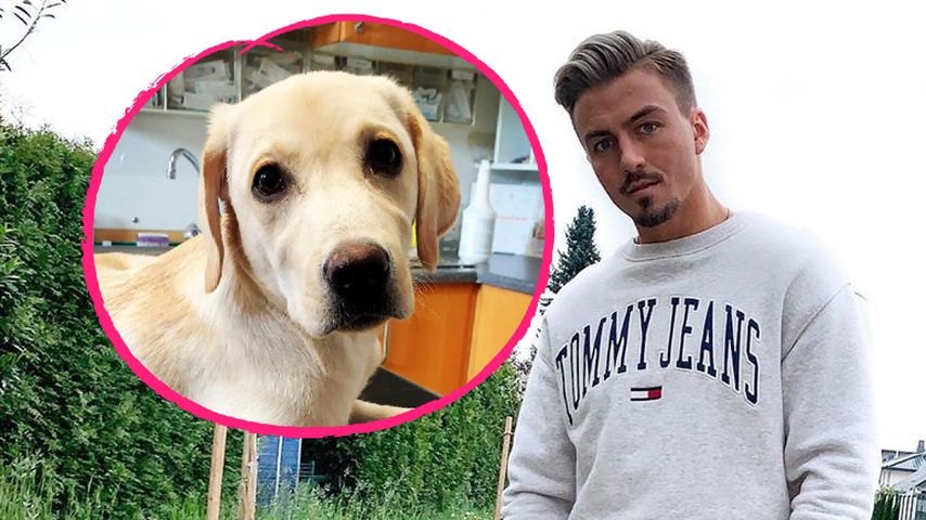 "Nicht ansprechbar": "Are You The One?"-Kevin bangt um Hund