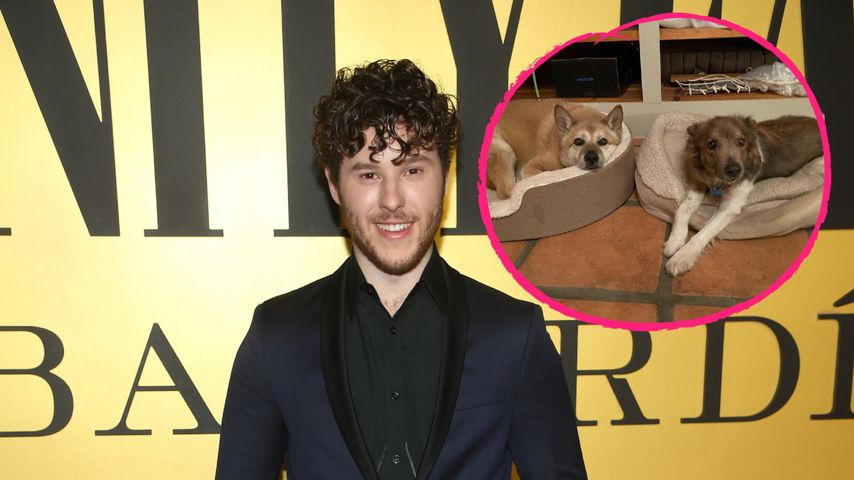 Innerhalb einer Woche: Nolan Goulds Hunde sind gestorben!