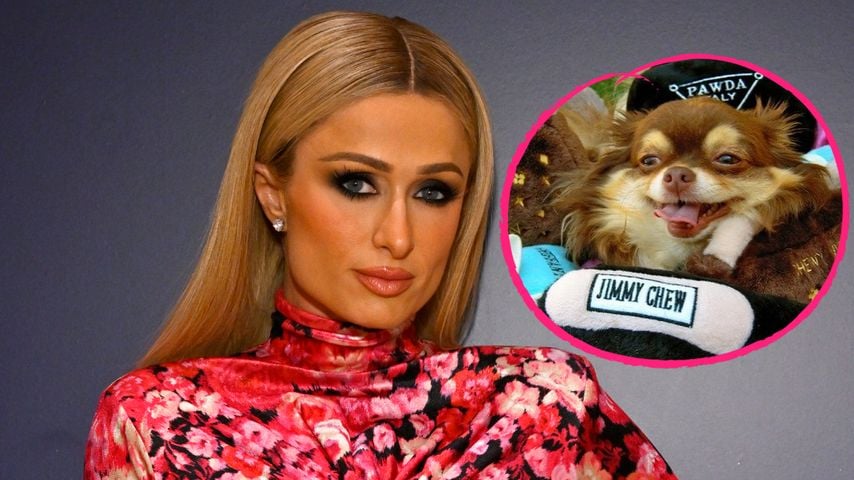 "Mehr als ein Haustier": Paris Hiltons Chihuahua ist tot