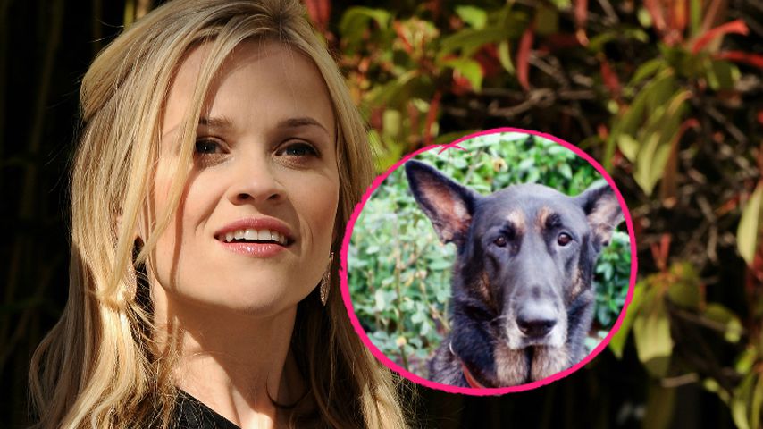 Collage: Reese Witherspoon und Hund Nash
