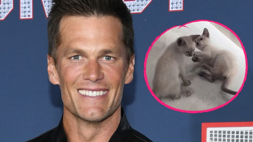 Wegen Liebeskummer? Tom Brady ist nun zweifacher Katzen-Papa