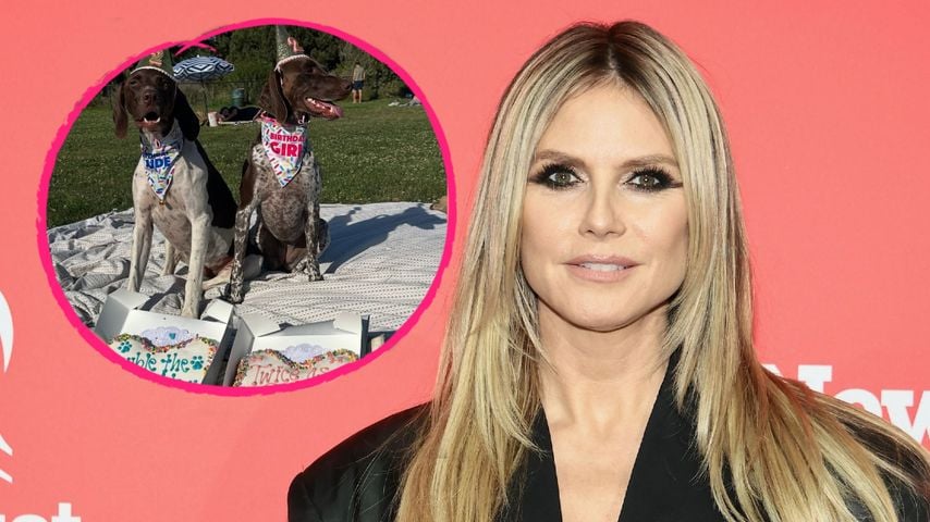 Collage: GNTM-Moderatorin Heidi Klum und ihre Hunde