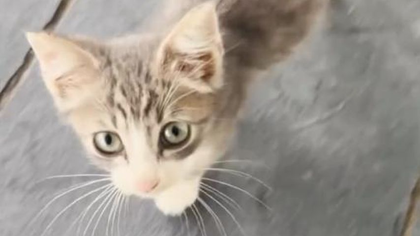 Corn Shelton, Katze von Blake Shelton und Gwen Stefani