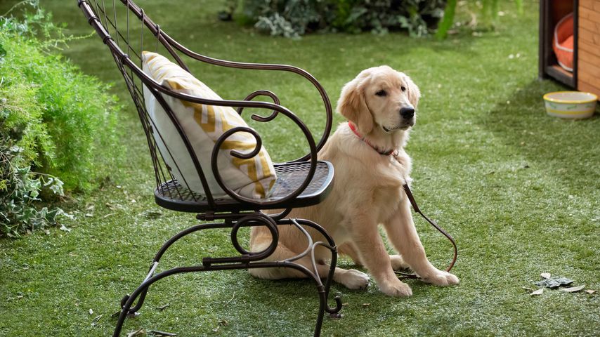 Cosmo bei "Fuller House"