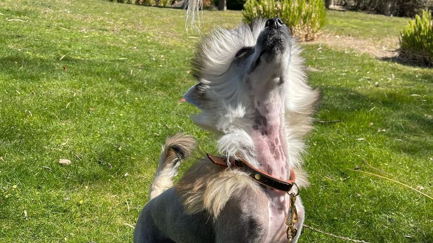 Cristiano Ronaldos Hund Antonia