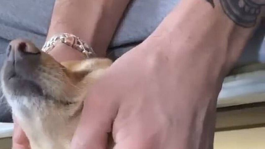 Dalton Gomez mit Ariana Grandes Hund Toulouse im März 2020