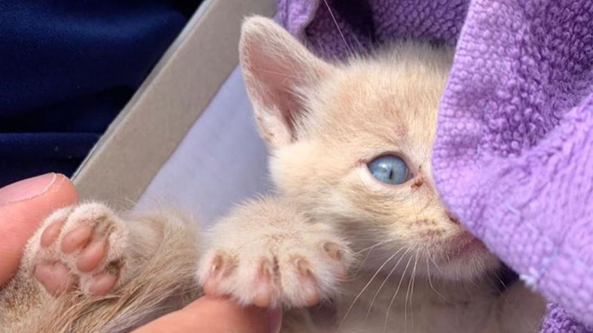 Das Katzenbaby von Familie Büchner, Juni 2020