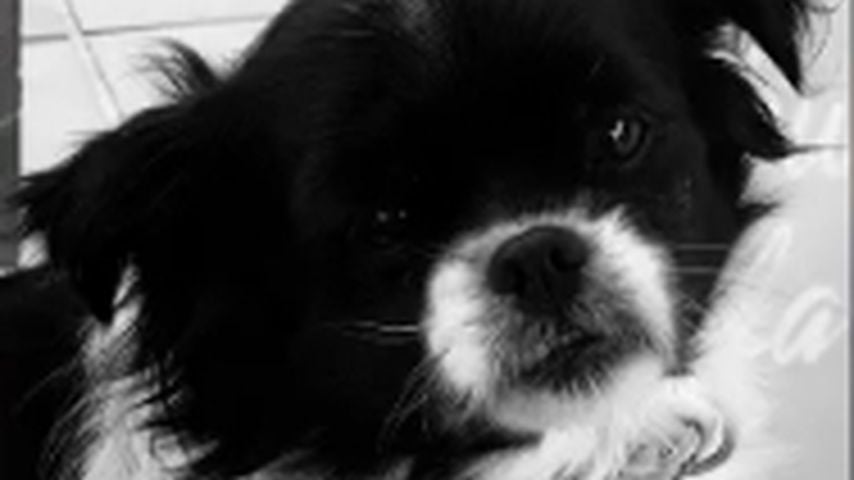 Danni Büchners Hund Gina