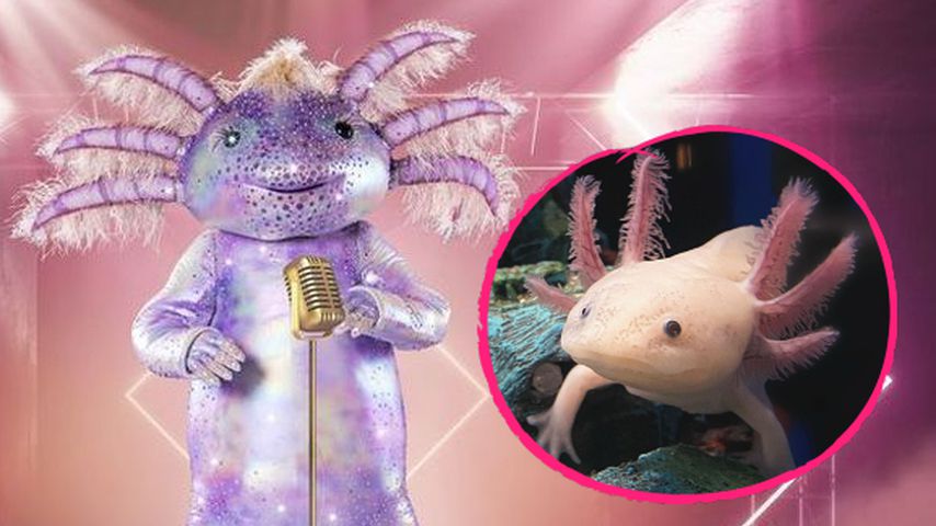 "The Masked Singer"-Fans wundern sich: Was ist ein Axolotl?