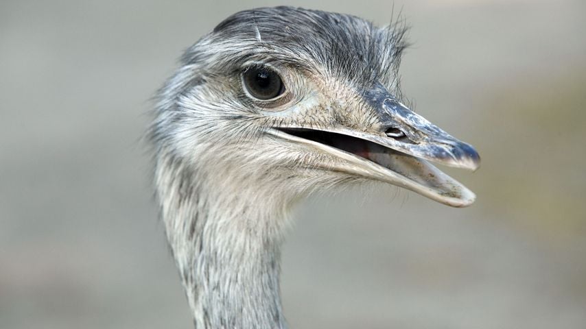 Ein Nandu aus dem Krefelder Zoo