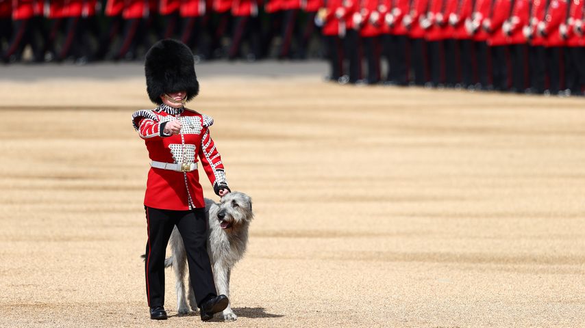 Thronjubiläum der Queen: Hund ist heimlicher Star der Parade