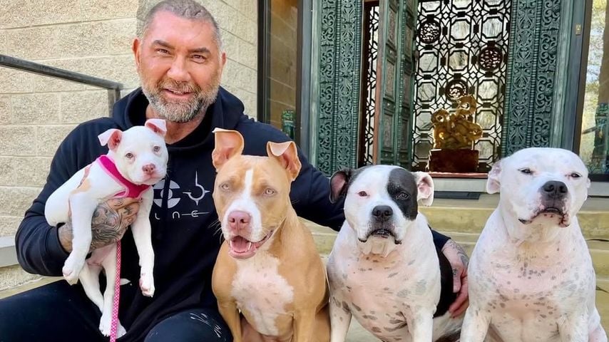 Dave Bautista mietet Privatjet für seine geliebten Hunde