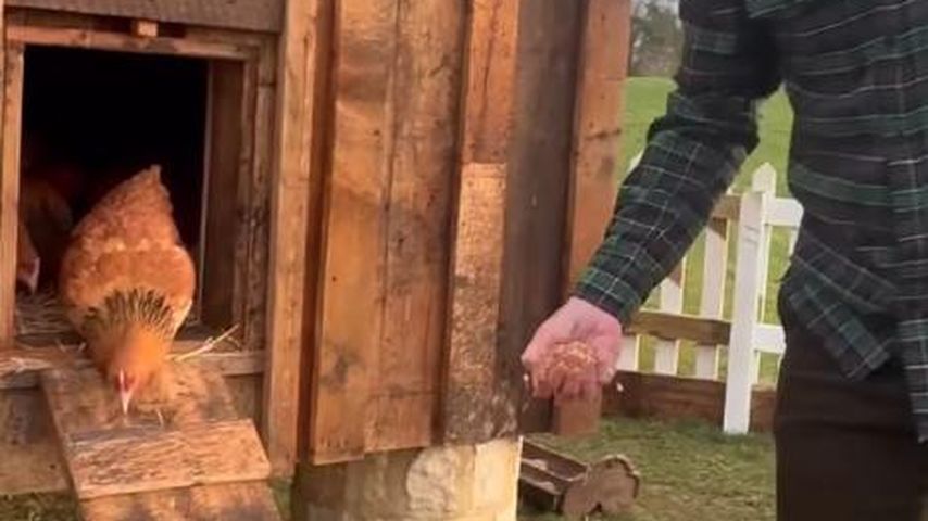 David Beckham mit seinen Hühnern