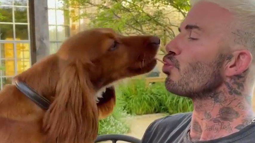 David Beckham und sein Hund, 2021